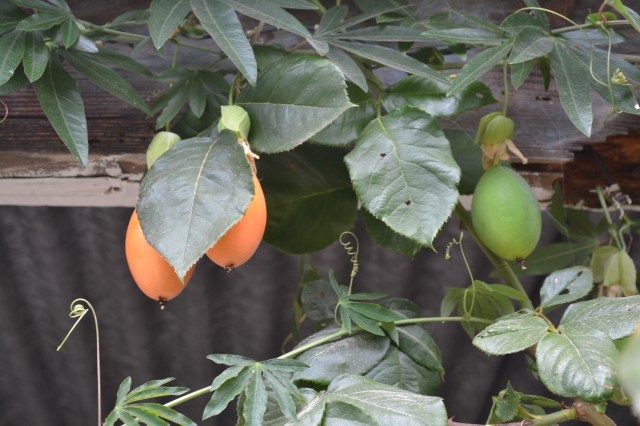 Passion Fruit has a beautiful purple and white flower followed by this fruit that is a delight