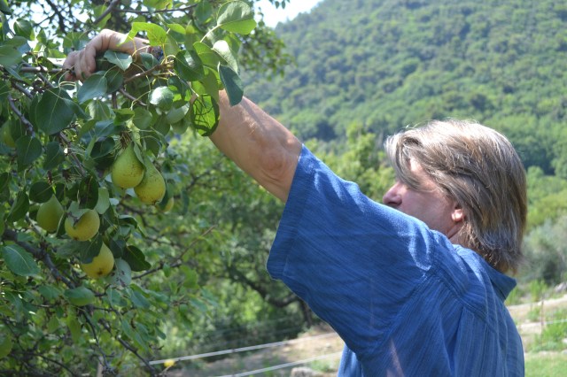 Step 1: harvest ripe pears from the tree the same day that you are making the whole canned pears.