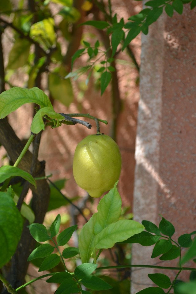 My sister, Ang, waits patiently for the lemons to ripen - she likes to eat them straight from the tree :-o