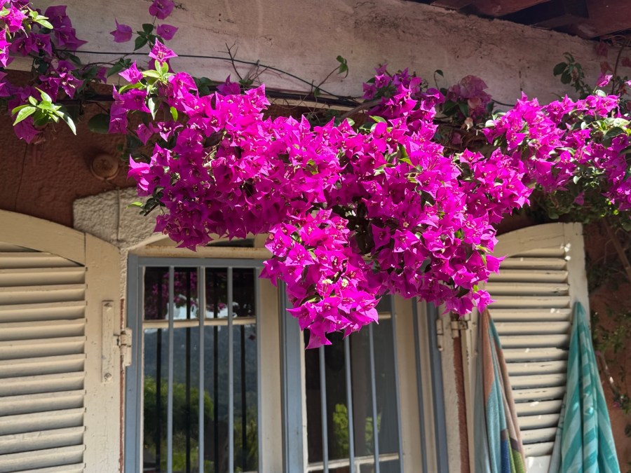 Bougainvillea on La Soleiade